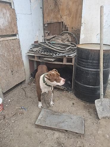 itlerin alisi: Pitbul, 2 ay, Erkek, Ünvandan götürmə — 3