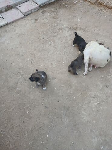 cau cau iti satilir: Məhsul: Balaca it balaları Təsvir: - Şirin balalar – bir neçəsi — 7