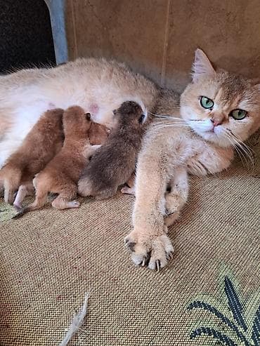 Britan, Yaxşı əllərə, Ünvandan götürmə lalafo.az -da Britan, Yaxşı əllərə, Ünvandan götürmə