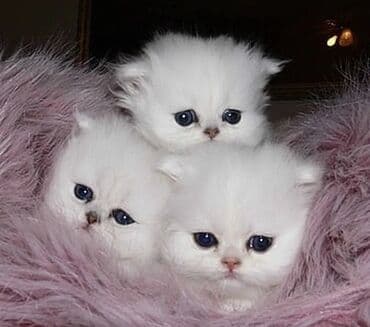 Lincoln: Британская, Самец, В добрые руки, Бесплатная доставка — 1