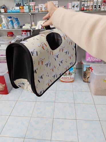 pişik itib: Fars, Erkək, Yaxşı əllərə, Ödənişli çatdırılma — 4