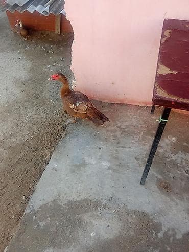 bakida it bazari: Kirasnadar lal ordey satlir cavandi aktiv ordeydi - Rəng: qəhvəyi — 2