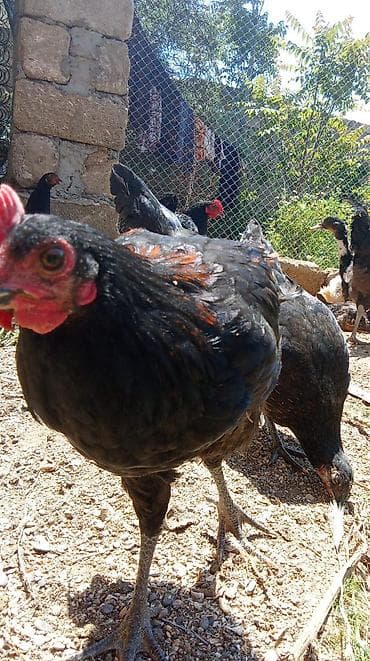 heyvanlar quba: Xoruz, il: <1, Ünvandan götürmə — 3