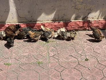 kənd cücələri: Toyuq cücələri, Ətlik — 2