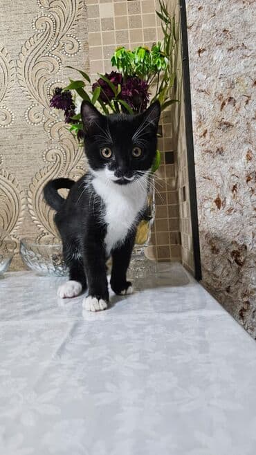 Digər heyvanlar: Şotland, Erkək, Dişi, Yaxşı əllərə, Ünvandan götürmə — 2