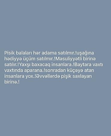 kiçik heyvanlar: Britan yastı qulaq, Erkək, Yaxşı əllərə, Ödənişli çatdırılma — 2
