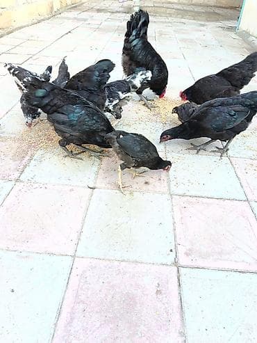 satılan atlar: Toyuq, Australorp, Damazlıq, Ünvandan götürmə, Ödənişli çatdırılma — 1