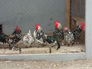 dəvəquşu haqqında məlumat: Toyuq, Damazlıq — 9