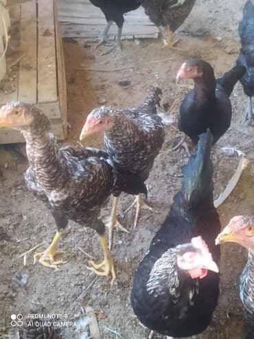 Inəklər, öküzlər: Heyratı xoruzlar. 5 aylıq heyratı xoruzları. Pleymut 6 -ədəd — 4