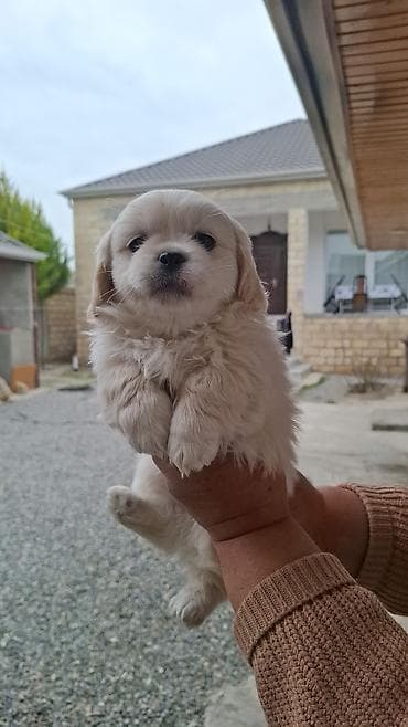 Pekines, 2 ay, Dişi, Peyvəndli, Pulsuz çatdırılma