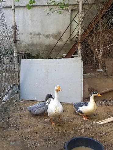 qazlar gəncə: Məişət quşları – qaz və ördəklər - Heyvanlar: 1 ədəd ağ qaz, 2 ədəd — 2