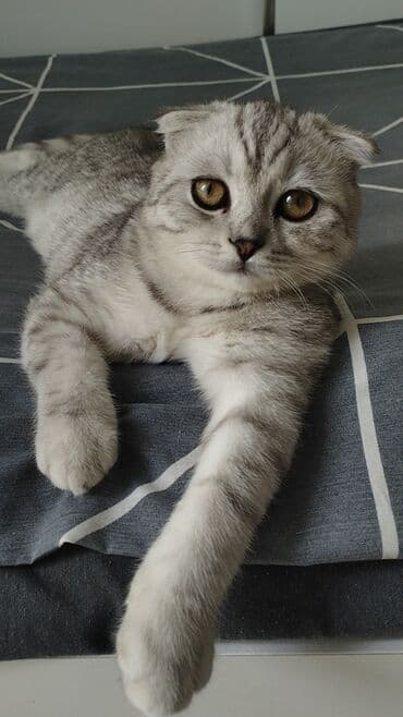 ВАЗ (ЛАДА): Шиншилла, Самец, Для вязки — 3