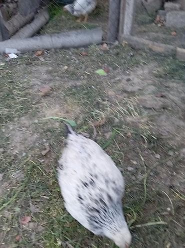 yarasa yuvası fiyatı: Məhsul: Qarışıq cins kənd toyuqları (ağ-qara ləkəli və qırmızı tünd — 4