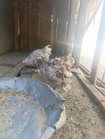 papuqay type 1: Koxin beçələr 5 aylıqdılar qiymət birinə aiddi sağlamdılar — 9