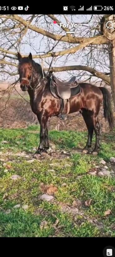 Yəhərli at - Rəng: tünd qəhvəyi (parlaq tüklü) - Növ: minik üçün