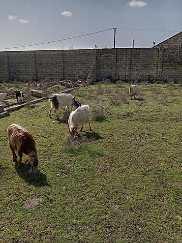 Собаки: Qoyun-keçi sürüsü - Növ: Keçi (qarışıq rəng və cinslər) - Tərkib: Bir — 1