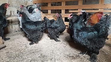 cins toyuqlar: Toyuq, Brama, Damazlıq, Ünvandan götürmə, Ödənişli çatdırılma — 8