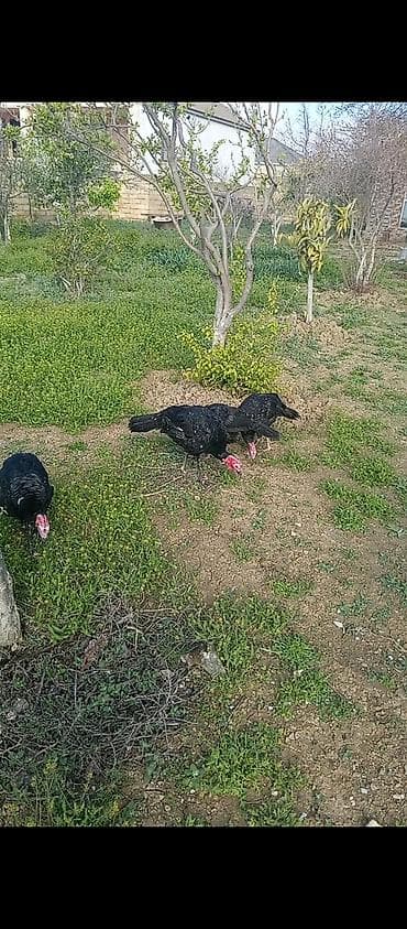 Məhsul: Hind toyuqları (pava) Təsvir: - Şəkillərdə açıq sahədə