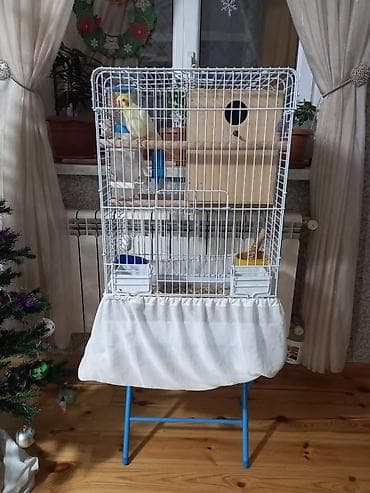 Heyvanlar üçün mallar: Tam saglam cüt karella quşları erkək dişi qəfəs qarışıq 2 ədəd quş yem — 5