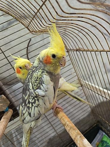 Salam erkey disidiler her iksi 12ayligdlar ev qusudur her biseyi