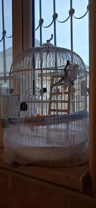Digər heyvanlar: Qafes və bəzəkli dalğıç papağanları (2 ədəd) – tam dəst Məhsul — 4