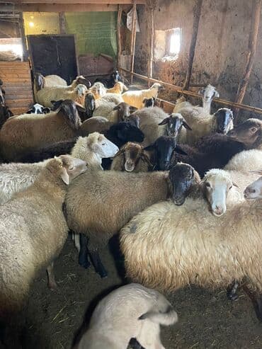 ev quşları haqqında qısa məlumat: Qoyun və quzu sürüsü - Fotoşəkillərdə gördüyünüz kimi müxtəlif rəng — 1