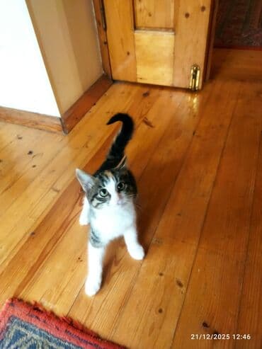 Muncuqlar: Tabbi, Dişi, Yaxşı əllərə — 2