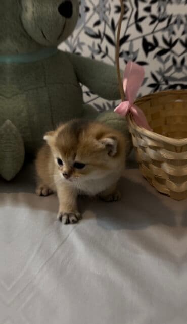 ən ucuz pişiklər: Şinşilla, Dişi, Erkək, Ünvandan götürmə, Ödənişli çatdırılma — 2