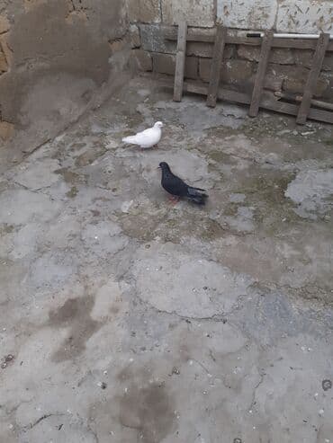 goyərcinler: 2 dene maya biri 3 azn 2 si 6 azn unvan Bileceri — 3