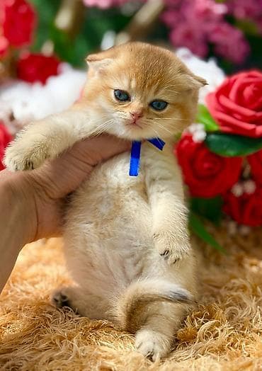 it pişik: Şotland — 1