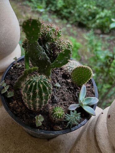 продажа комнатных растений: Her nov guler var endirimnen verecem Gencedi istiyen yazsin satiş — 16