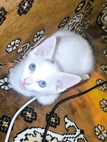 balaca pisikler: Van, Dişi, Yaxşı əllərə, Ünvandan götürmə — 10