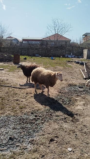 Другие с/х животные: Qoyunlar – 3 baş - Yerli ətli quzular - - Damazlıqda və ya ətlik — 5