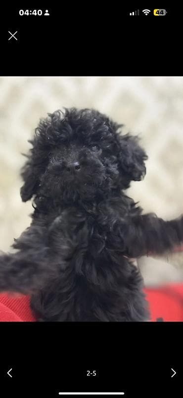 pomerian it: Pudel, 3 ay, Erkek, Sənədli, Ünvandan götürmə, Ödənişli çatdırılma — 1