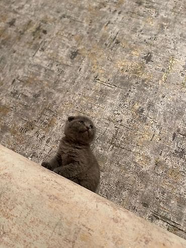 heyvan: Britan — 4