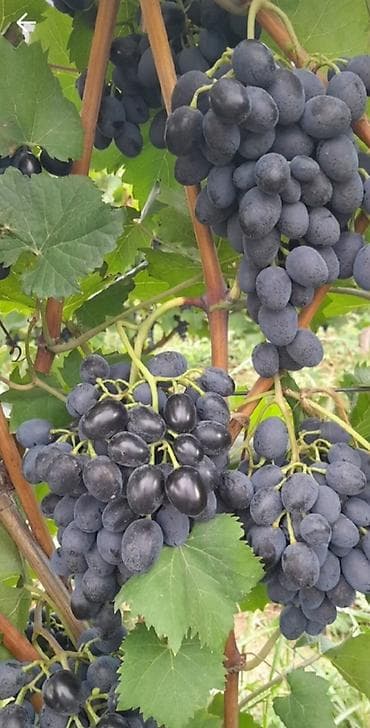 suni bitki: Uzum bagı satılır 5 hektar 3.5 hektar uzum 2h meyvə bagıdır gilas — 4