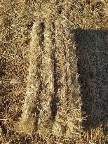 Heyvanları qırxmaq üçün avadanlıq: Arpa samanı 200-230 ədəd var
Ünvan: Məhəmmədi kəndi. 
Qiymət : 2.5 azn — 1