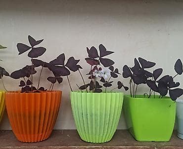 xlorofitum bitkisi: Məhsul: Oxalis triangularis (Bənövşəyi üçyarpaq, “Purple Shamrock”) – — 2