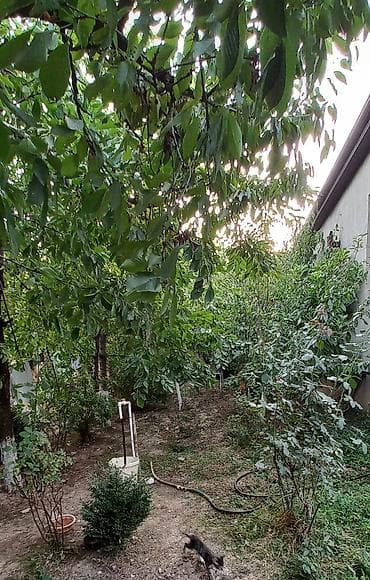 qedim xalca sekilleri: Xalça Kredit yoxdur — 5