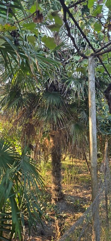 Çöl bitkiləri: Satlıq dekorativ palma ağacı – fan formalı yarpaqları olan — 2