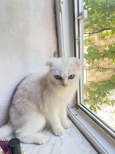 erkey pisik adlari: Şotland — 2