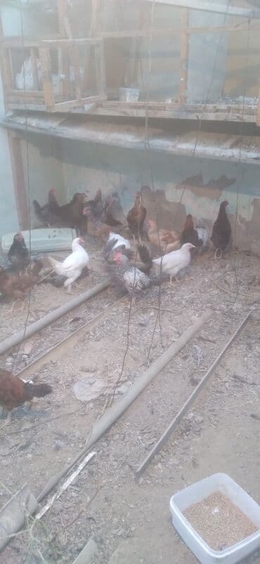 kend teserrufati avadanlıqları satışı: Məişət/həyət üzrə toyuqlar satılır. - Növlər: rəngbərəng yumurta və — 2
