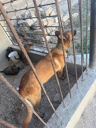 malinoa: Belçika çoban iti, 2 il, Dişi, Ünvandan götürmə — 5