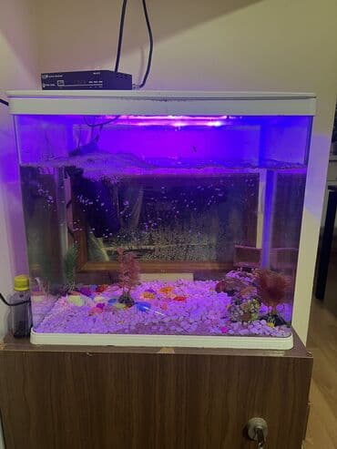 Грызуны: Akvaryum komplekti İçində 2 ədəd pilesos balıqla birlikdə satılır — 2