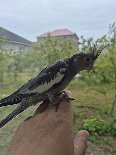 qaz ile goyercin: 3aylıq dişi ələ gəlir dişləmir uyumlu quşdu öz quşumun balasıdır ev — 3