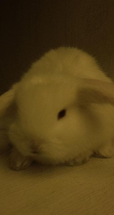 Птицы: 2 denədir deyə satıram 2 sinə birlikdə baxa bilmirəm hər şeyi — 3