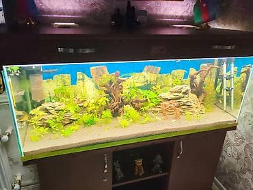 akvarium baliqlari haqqinda melumat: Akvaryum və şkaf dəsti(130x50x50) Şüşə 10-luqdur, şkafın qapağıda var — 7