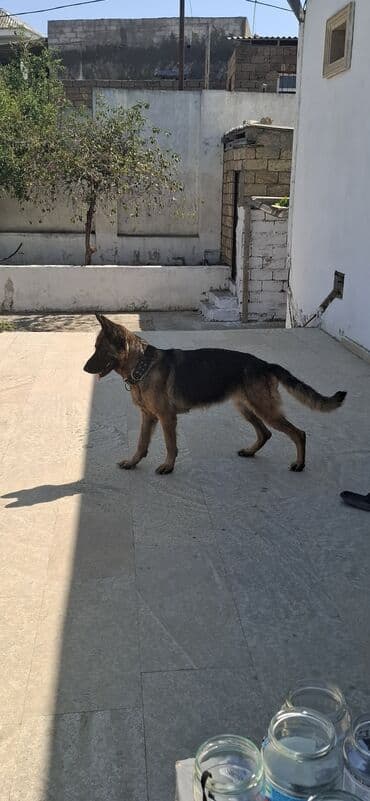 çoban iti satisi: Alman çoban iti, 1 il, Dişi — 3