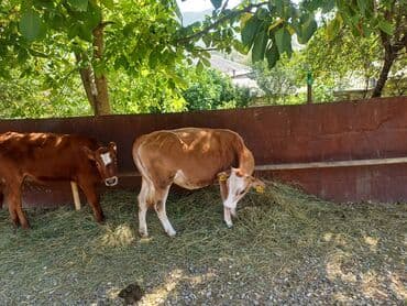 inək neçə aya doğur: Satlıq dişi buzov Gördüyünüz sarı dişi dana satılır 7 aylıq dişi — 2