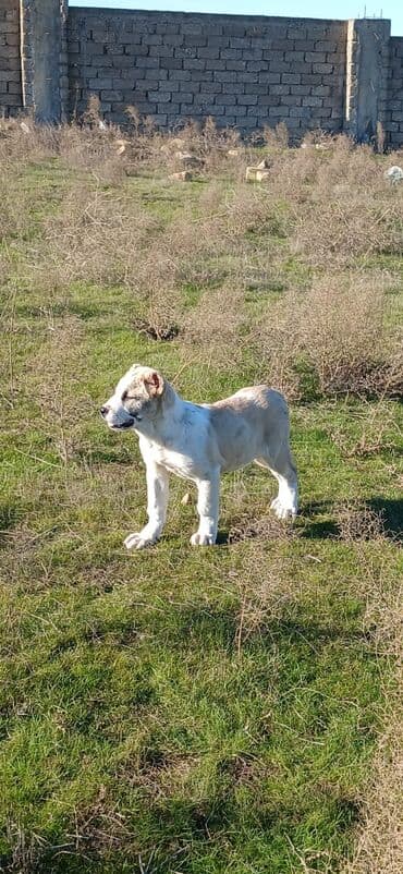 it adları azərbaycanca: Qurdbasar, 3 ay, Erkek, Peyvəndli, Ödənişli çatdırılma — 10